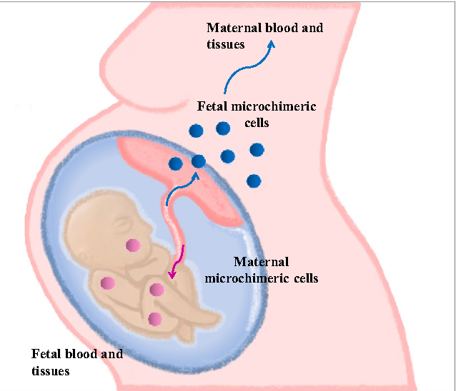 Fetal Microchimerism: A genetic phenomenon for better or worse